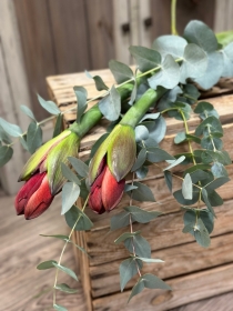 Amaryllis Bunch